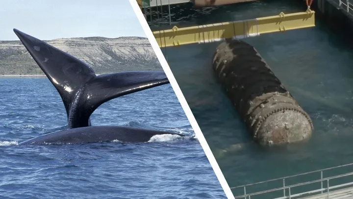 Image for: Proposed underwater AI data centers could disrupt endangered whale species