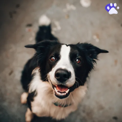 Preview of Dog Breed Identifier